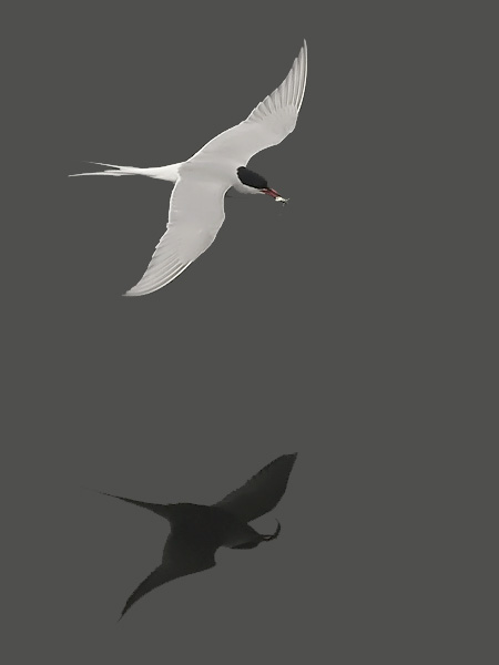 Kalatiira, Common Tern, Sterna hirundo